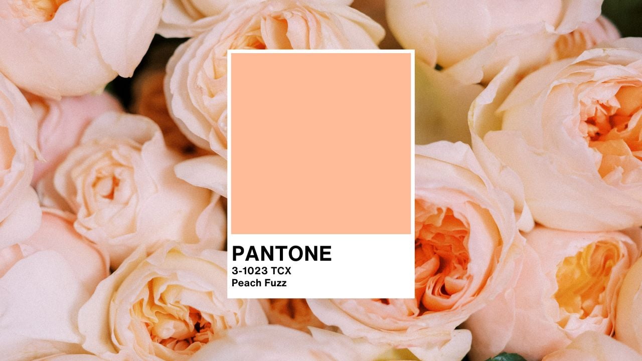 Pantone Color of the Year Peach Fuzz